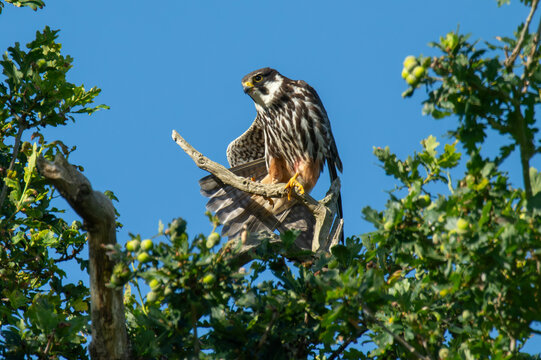 Hobby (Falco subbuteo) 'warbling', stretching to keep cool in summer