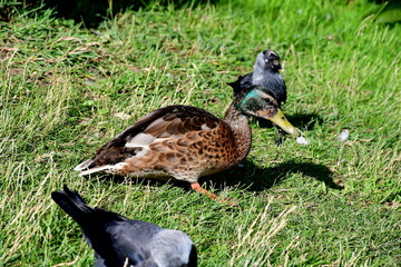 A close up on a brown, white, and black duck or drake grazing and resting in the middle of a tall lawn or pastureland next to some other birds spotted on a sunny summer day in Poland during a hike