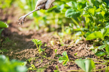 The farmer takes care of the plants in the vegetable garden on the farm. Gardening and plantation concept. Agricultural plants growing in garden beds