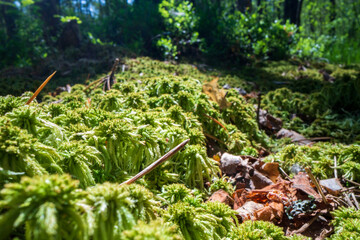 Panoramic background with closeup of forest green plants, moss and grass on swamp. Beautiful natural landscape with a blurred background and copyspace