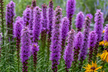 Prairie Blazing Star Growing In The Native Plant Garden In July