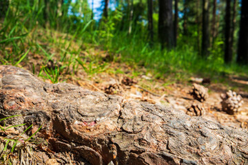 Close-up roots of pine in forest. Low point of view in nature landscape with strong blurry background. Ecology environment