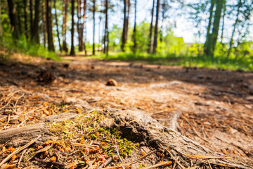 Close-up roots of pine in forest. Low point of view in nature landscape with strong blurry background. Ecology environment