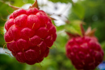 Ripe, juicy raspberry close-up. Garden fruit bush. Beautiful natural rural landscape. The concept of healthy food with vitamins