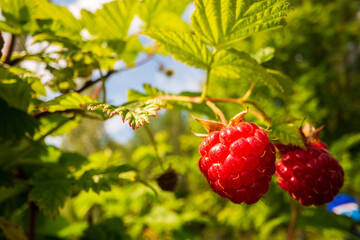 Ripe, juicy raspberry close-up. Garden fruit bush. Beautiful natural rural landscape. The concept of healthy food with vitamins