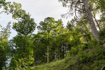nature sceneries along the trail inside the Linn of Tummel woodland, Scotland
