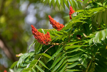 Red Staghorn Sumac Fruit Growing On The Shrub In July
