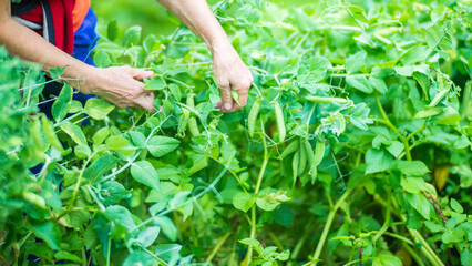 Naklejka premium Farmer's hands harvest crop of pea in the garden. Plantation work. Autumn harvest and healthy organic food concept close up with selective focus