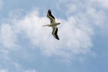 Fototapeta na wymiar American White Pelican Flying In A Blue Sky