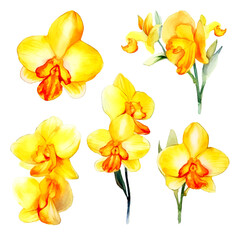 Naklejka na ściany i meble Set of yellow orchid floral watecolor. flowers and leaves. Floral poster, invitation floral. Vector arrangements for greeting card or invitation design 