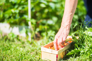 Farmer's hands harvest crop of currant in the garden. Plantation work. Autumn harvest and healthy organic food concept close up with selective focus