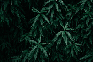 Naklejka na ściany i meble A close up of dark green leaves texture