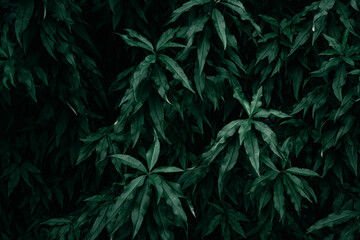 A close up of dark green leaves texture