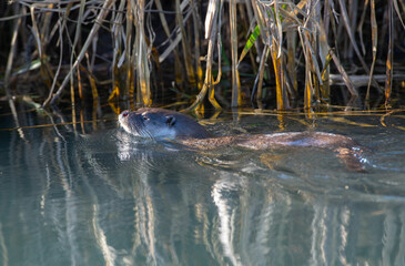 European otter (Lutra lutra) swimming in a Gloucestershire canal in winter 