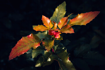 A close up of young Oregon grape leaves