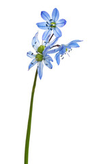 Blue scilla flower isolated on white or transparent background