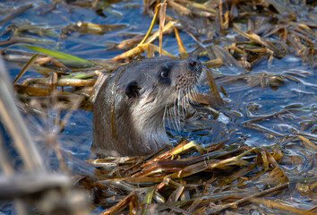 European otter (Lutra lutra) in a canal, winter, alarmed by a passer-by