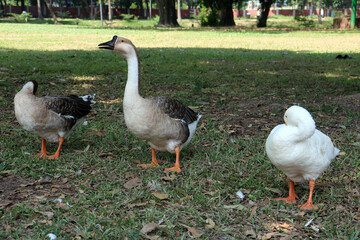 Fototapeta premium Photo of outdoor king duck