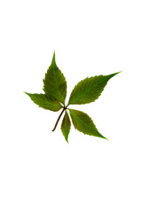 Isolated cut png. A green leaf without a background. Place for text