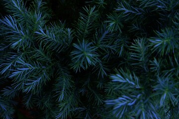 Fototapeta na wymiar Christmas Background with beautiful green pine tree branch close up.