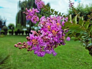 Obraz premium Flowers 