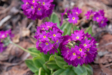 flowers in the garden