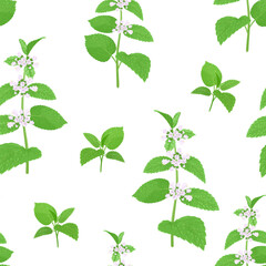 Melissa officinalis flowers seamless pattern. Botanical background. Blooming Lemon balm branch. Vector cartoon illustration of medicinal herb.