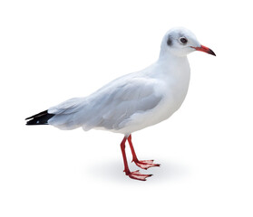 Möwe
