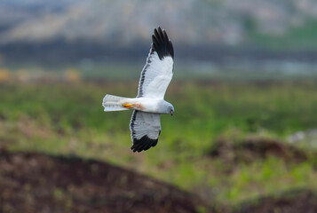 Male Hen Harrier (Circus cyaneus) hunting over a Scottish moor, May