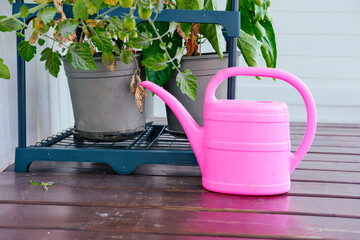 Pink watering can next to a tomato plant on a sunny balcony 