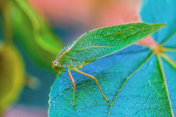 A grasshopper disguised as a leaf (Microcentrum rhombifolium)	