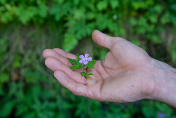 flower in hand