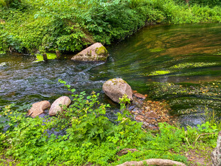 stream in the forest