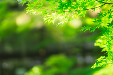 Fototapeta na wymiar 京都の永観堂の庭園