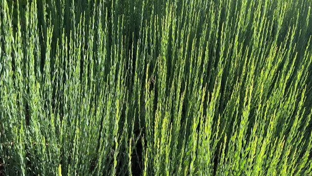 Green grass horsetail in field.