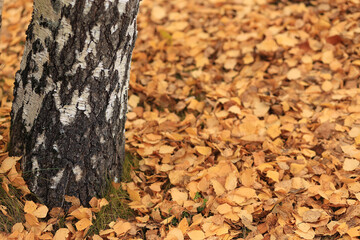 yellow fallen birch leaves cover the ground with beautiful leaves. Focus on the tree.