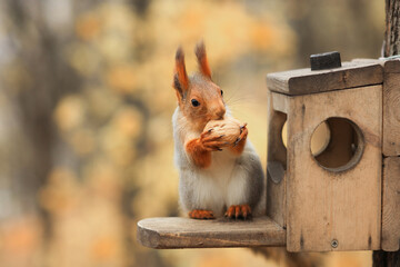 I'm a red squirrel sitting and eating a walnut in a feeder on a tree in the park. Soft focus.