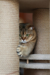 A Scottish straight cat is playing near a cat house. Soft focus