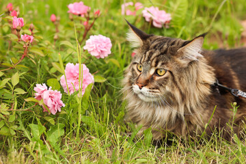 The Maine Coon cat is lying on the green grass in the rose bushes. Soft focus. Walking with animals