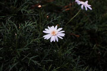 White Daisy flower ornamental plant 