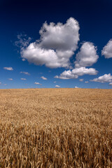 A yellow field with rye growing and a blue sky with beautiful puffs of clouds