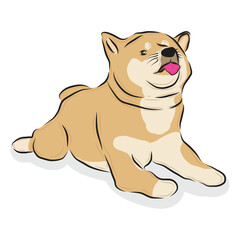 shiba inu dog