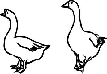 Fototapeta premium goose and duck Duck One Line Art. Continuous Line Drawing 