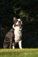 Lovely black and white boston terrier dog sitting after playing on grass