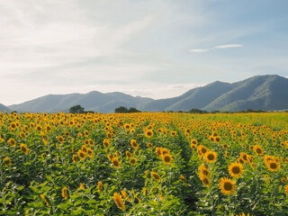 View of the sunflower filed with mountain background