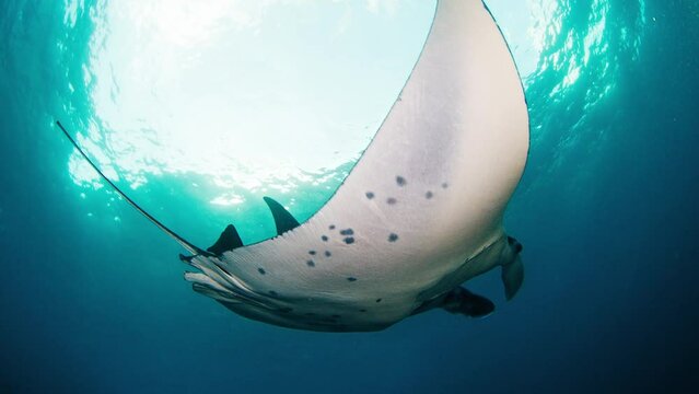 Mobula birostris. Giant Oceanic Manta Ray slowly swims underwater over the bottom