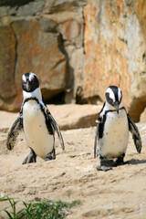 Fototapeta premium Jackass-penguins