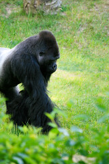 Western lowland gorilla, silverback
