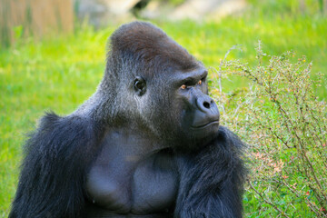 Western lowland gorilla, silverback, close-up