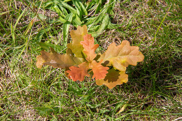 Oak seedling seen from above in Heartwood Native Tree Arboretum